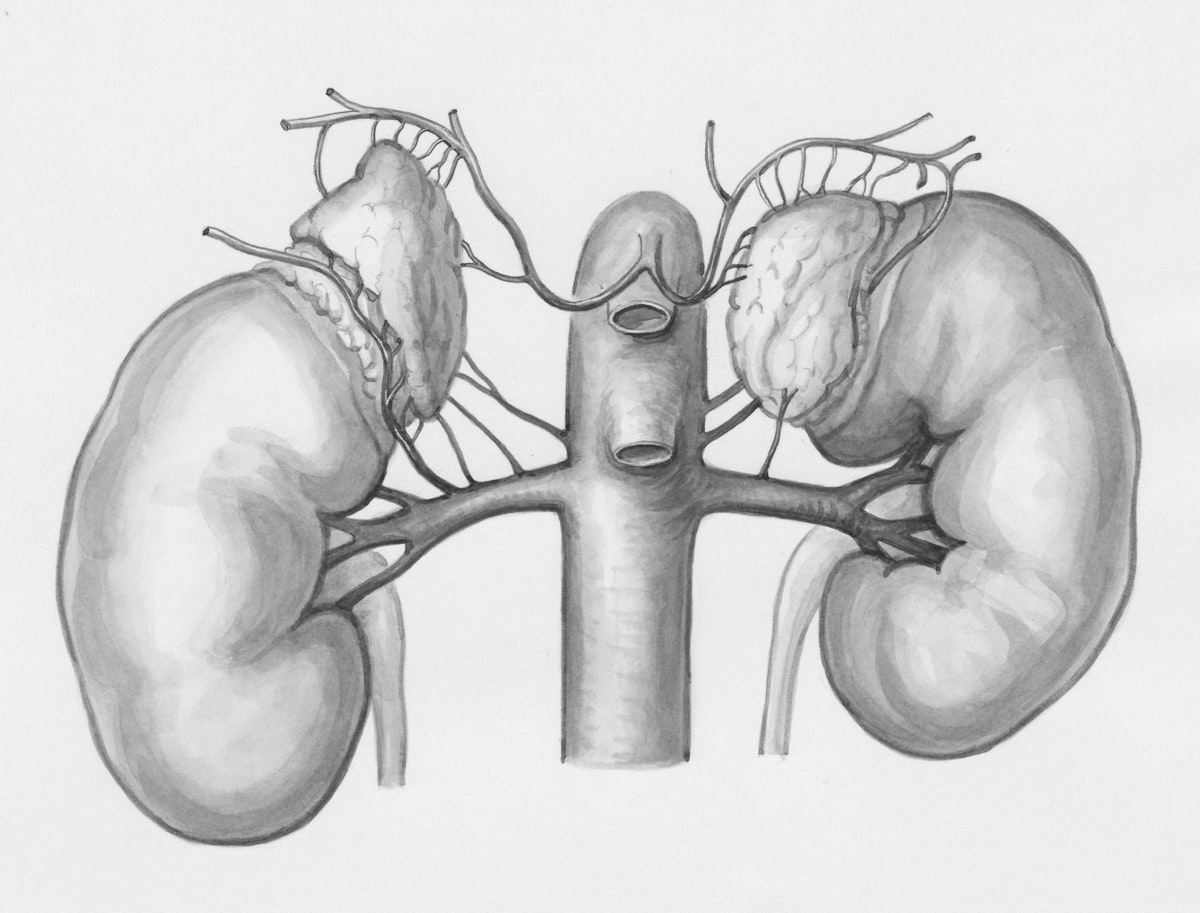 Anatomical illustration of the kidneys and renal blood vessels
