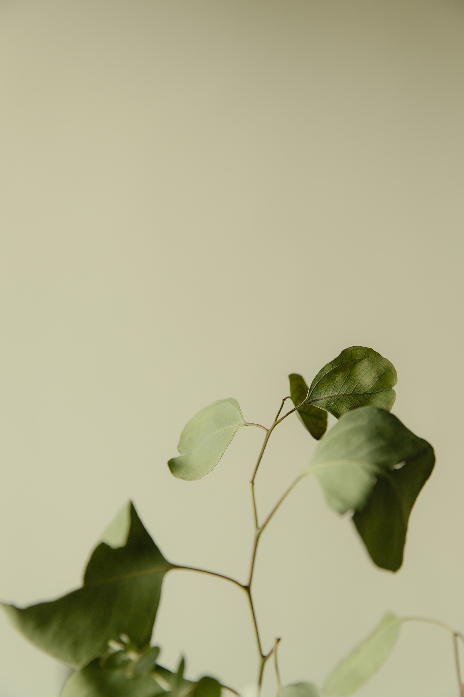 A eucalyptus branch against a soft neutral backdrop, evoking calm and hormone wellness
